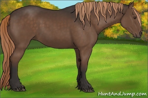 Horse Color:Liver Chestnut 