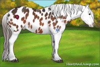 Horse Color:Bay Near Leopard 