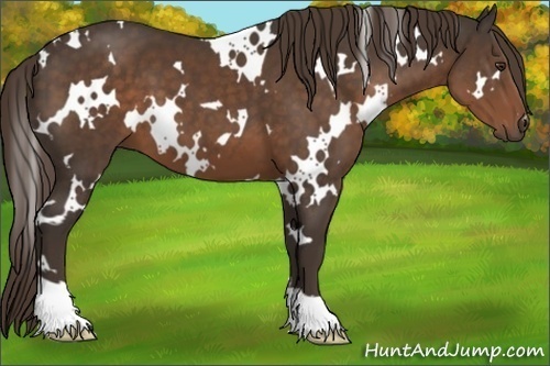 Horse Color:White Spotted Liver Chestnut 