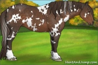 Horse Color:White Spotted Liver Chestnut 