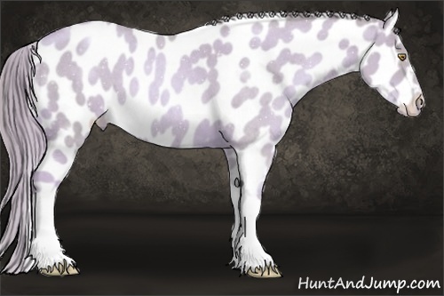 Horse Color:Watercolor Gold Champagne Roan Appaloosa 