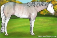 Horse Color:Watercolor Silver Bay Chinchilla Ice Sabino Splash Rabicano