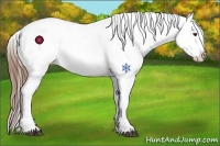 Horse Color:Chestnut Appaloosa