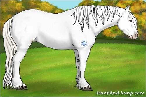 Horse Color:Palomino Blanket