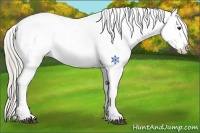 Horse Color:Palomino Blanket