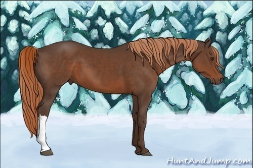 Horse Color:Liver Chestnut 