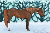 Horse Color:Liver Chestnut 