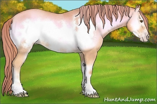 Horse Color:Watercolor Gold Champagne Onyx Sabino Frame