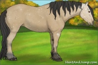 Horse Color:Buckskin 