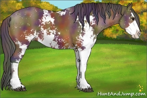 Horse Color:Nacre Bay Sabino