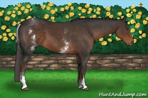 Horse Color:White Spotted Liver Chestnut Sabino