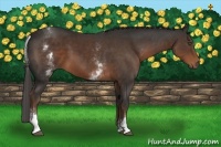 Horse Color:White Spotted Liver Chestnut Sabino