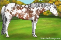 Horse Color:Bay Sabino Appaloosa 
