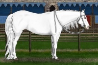 Horse Color:Silver Buckskin Chinchilla Roan Dun Appaloosa Rabicano 