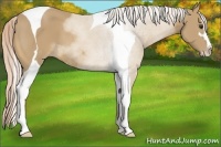 Horse Color:Palomino Sabino Tobiano