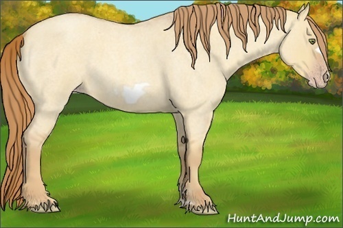 Horse Color:Gold Champagne Roan Dun Frame 