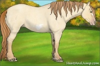 Horse Color:Gold Champagne Roan Dun Frame 