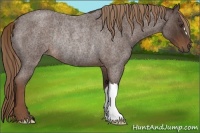 Horse Color:Liver Red Roan Rabicano 
