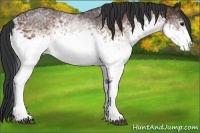 Horse Color:White Spotted Bay