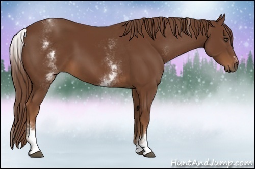 Horse Color:White Spotted Chestnut Sabino