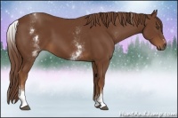 Horse Color:White Spotted Chestnut Sabino