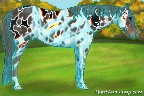 Horse Color:Thunderstruck Liver Chestnut Appaloosa 