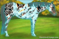 Horse Color:Thunderstruck Liver Chestnut Appaloosa