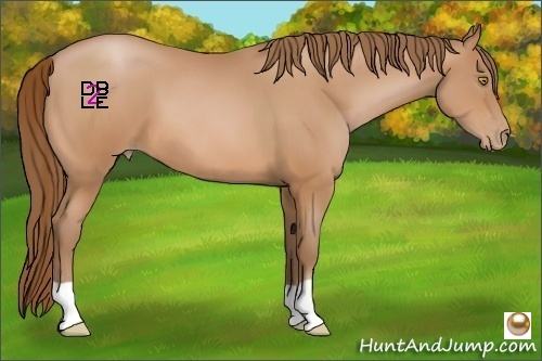 Horse Color:Bay Pearl 
