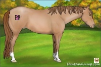 Horse Color:Bay Pearl 