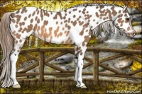 Horse Color:Buckskin Appaloosa 