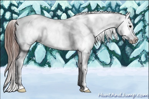 Horse Color:Brown Tobiano Appaloosa 