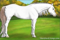 Horse Color:Grullo Appaloosa
