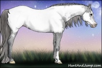 Horse Color:Black Frame Near Fewspot