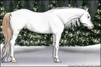 Horse Color:White Spotted Buckskin Splash Frame Appaloosa