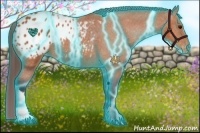 Horse Color:Thunderstruck Bay Appaloosa 