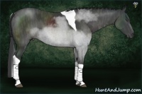 Horse Color:Black Tobiano Brindle