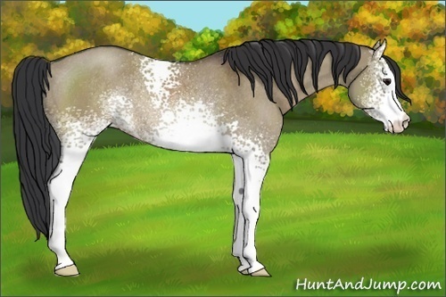 Horse Color:White Spotted Brown Dun Rabicano 