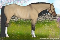 Horse Color:Brown Dun Rabicano