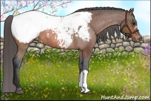 Horse Color:Bay Appaloosa Rabicano 