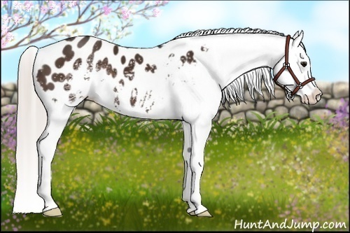 Horse Color:White Spotted Silver Brown Blanket