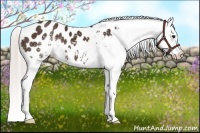 Horse Color:White Spotted Silver Bay Appaloosa 