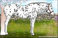 Horse Color:Liver Chestnut Appaloosa