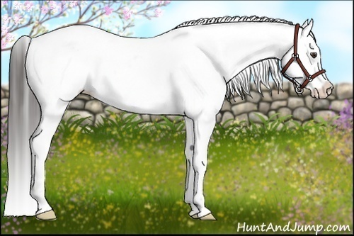Horse Color:Liver Chestnut Appaloosa