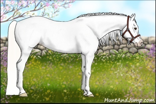 Horse Color:Silver Bay Appaloosa Rabicano 