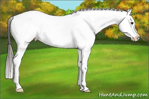 Horse Color:Liver Red Dun Varnish Rabicano