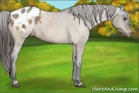 Horse Color:Bay Dun Appaloosa Rabicano 
