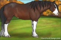 Horse Color:Bay Sabino Splash 
