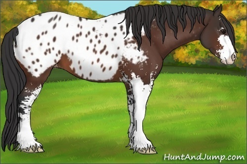 Horse Color:Bay Sabino Blanket