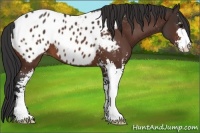 Horse Color:Bay Sabino Appaloosa 