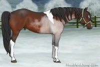 Horse Color:Bay Sabino Tobiano